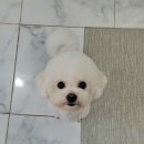 지니펫 애견미용실 이미지