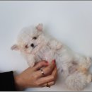 몽냥몽냥 강아지분양 일산점 이미지