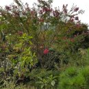 백일홍상사 이미지