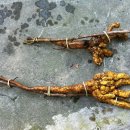 도마1리 이미지