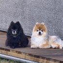 라인하트 애견호텔 유치원 네이버블로그
