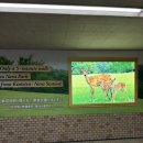 우산공원길 | 나라 사슴공원 비오는날 비추천 센베 먹이주기 방문 후기