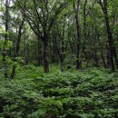 삼일목장 이미지