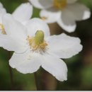 흰 양귀비꽃에서 이미지