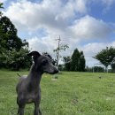 루씨루씨애견유치원 이미지