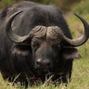 버팔로PC방 이미지