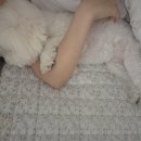 구성1로 1L | 호주산 코시 펫밀크 : 강아지 고양이 우유 1L 4개 배송 후기 ♩