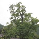 600년 전통의 해남윤씨(海南尹氏) 종택 녹우당(綠雨堂) 탐방기 이미지