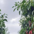 다복농장 이미지