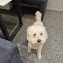 라쿵푸강남 | 논현왁싱 젠틀앤젠틀왁싱 강남구청점 | 남자왁서 있는 커플왁싱 브라질리언 후기
