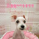 광명시티동물병원 이미지