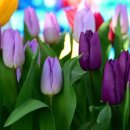 아침이슬 이미지