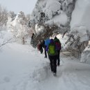 제334차 제주 한라산(1950m) 눈꽃산행 이미지