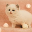 한타 부산판매 이미지