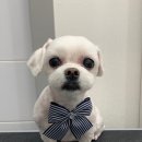 투투 동물병원 이미지