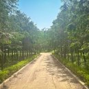 메타세콰이어 화장실 이미지