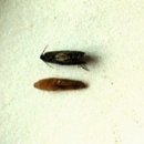 배명