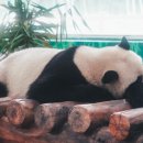 The best puppy 이미지