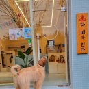 셀프 강아지 목욕탕 이미지