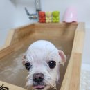 아지케어 이미지