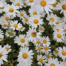 구절초로 이미지