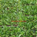 대목2천 이미지