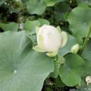 갈대습지공원 | 엄마의 시, 딸의 기록 – 갈대습지공원에서 만난 '여름 소리'