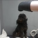 예뻐해줄개 이미지