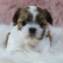 모던켄넬 이미지