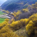 산수유피는마을 이미지