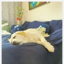 그린종합동물병원 이미지