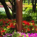 덴티플랜 이미지