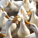 저거리농장 이미지