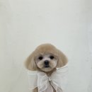 땡글하개 이미지