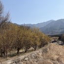 우리농산물판매장 | 2026 구례 산수유축제 실시간 개막일 후기｜개화상태, 주차, 먹거리, 숙소 총정리