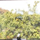 효돈입구(효테교서측) 2 | [국내여행/제주도/추천] 신비로운 계곡, 쇠소깍(feat. 카페 안녕,소깍)