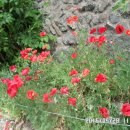 내칠1리 이미지