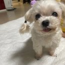 미래동물의료센터 | 강아지 폐수종 치료 후기 - 강아지·고양이 폐수종...응급 신호– 분당 동물병원 미래동물의료센터