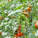 벌말농원 이미지