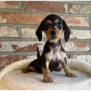 도그플랜 이미지