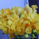 프리지아 B 이미지