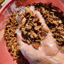 괴물 꾸지뽕뿌리/볶은 유근피/느릅잔나비걸상버섯/황칠나무 =모두 자연산 이미지