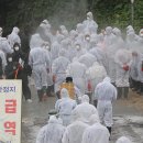 돼지인력 이미지