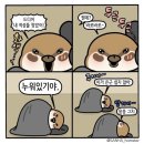 디즈데이즈 이미지