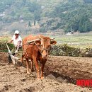 황소와농부 이미지