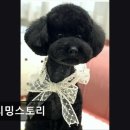 트리밍스토리 이미지