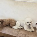 왈가왈부애견 이미지