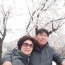 대전 동학사 벚꽃길(2019년 4월 9일) 이미지