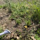 기린농장 이미지