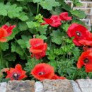 캘리그라피 (주간) 이미지